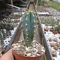 Pilosocereus azureus