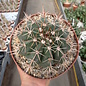 Melocactus x albicephalus  HU 350 Morro do Chapéu, Bahia, Brasilien, 900 m