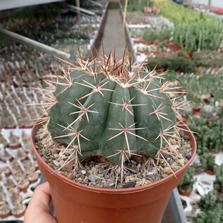 Melocactus x albicephalus  HU 350 Morro do Chapéu, Bahia, Brasilien, 900 m