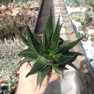 Gastrolea Gasteria carinata v. verrucosa x Aloe haworthioides