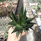 Gastrolea Gasteria carinata v. verrucosa x Aloe haworthioides