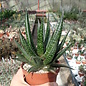 Gastrolea Gasteria carinata v. verrucosa x Aloe haworthioides