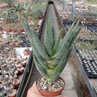 Aloe dichotoma