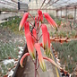 Aloe fragilis   Vohemar, Madagaskar   CITES, not outside EU