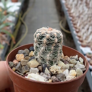 Gymnocalycium bruchii