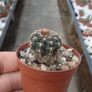 Gymnocalycium bruchii-Multihybride