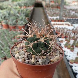 Gymnocalycium guanchinense P 226  Sierra Famatina - Cuesta Miranda, La Rioja, Argentinien, 1500 m