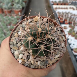 Gymnocalycium guanchinense P 226  Sierra Famatina - Cuesta Miranda, La Rioja, Argentinien, 1500 m