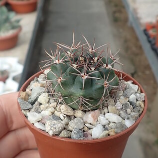 Gymnocalycium neuhuberi