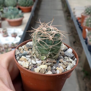 Gymnocalycium ritterianum  P 219 Sierra Fatamia, Rijoa, Aregentinien, 1800 m 1800 m