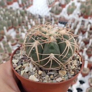 Gymnocalycium spegazzinii v. punillense TOM06-81/1 El Obelisco, Salta