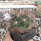 Gymnocalycium tilcarense