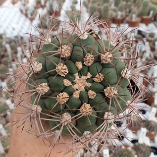 Gymnocalycium tilcarense