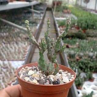 Euphorbia enopla monstrosa