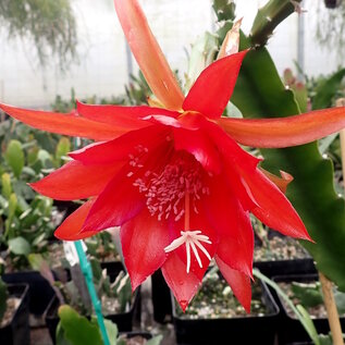 Epiphyllum-Hybr. Herbert S. Irwin