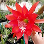 Epiphyllum-Hybr. Herbert S. Irwin