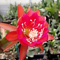 Epiphyllum-Hybr. Bonnie Brae