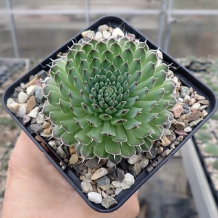 Orostachys spinosa       (dw)