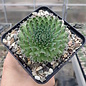 Orostachys spinosa       (dw)