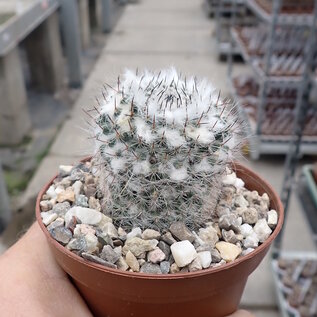 Mammillaria woodsii