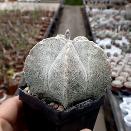 Astrophytum coahuilense