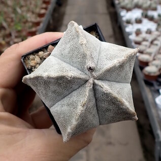 Astrophytum coahuilense