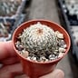 Turbinicarpus saueri      CITES, not outside EU