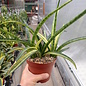 Sansevieria spec. cv. variegata