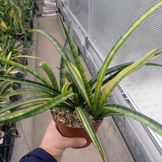 Sansevieria spec. cv. variegata