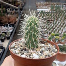 Cylindropuntia bigelovii