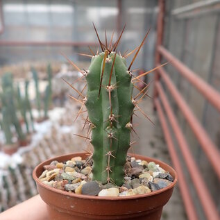 Trichocereus peruvianus  KK 1688 Ancash, San Marcos, 2200M Peru