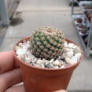 Mammillaria huitzilopochtli