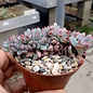 Echeveria pulidonis     cristata