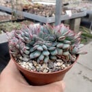 Echeveria pulidonis     cristata