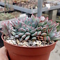 Echeveria pulidonis     cristata