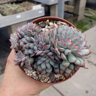 Echeveria pulidonis     cristata