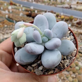 Pachyphytum oviferum