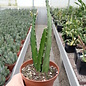 Disocactus spec. WK 399  Laguna Verde bei Apaneca, El Salvador