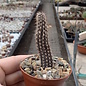 Setiechinopsis mirabilis