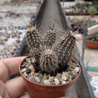 Setiechinopsis mirabilis