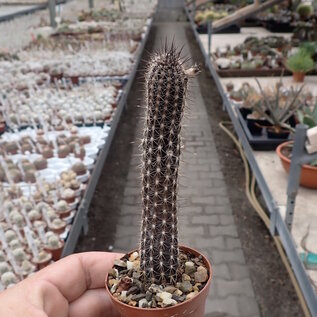 Setiechinopsis mirabilis