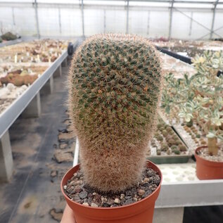 Mammillaria hahniana