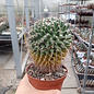 Mammillaria rioverdense