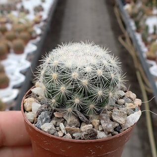 Mammillaria candida