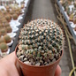 Mammillaria chinocephala   Sandia, Aramberri, Mexico