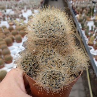 Mammillaria crinita