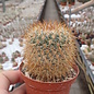 Mammillaria discolor v. longispina