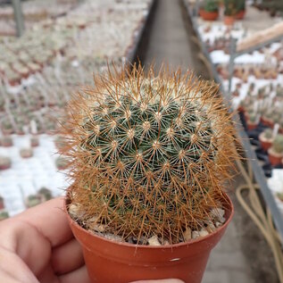 Mammillaria esperanzaensis