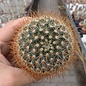 Mammillaria esperanzaensis