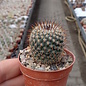 Mammillaria evermanniana